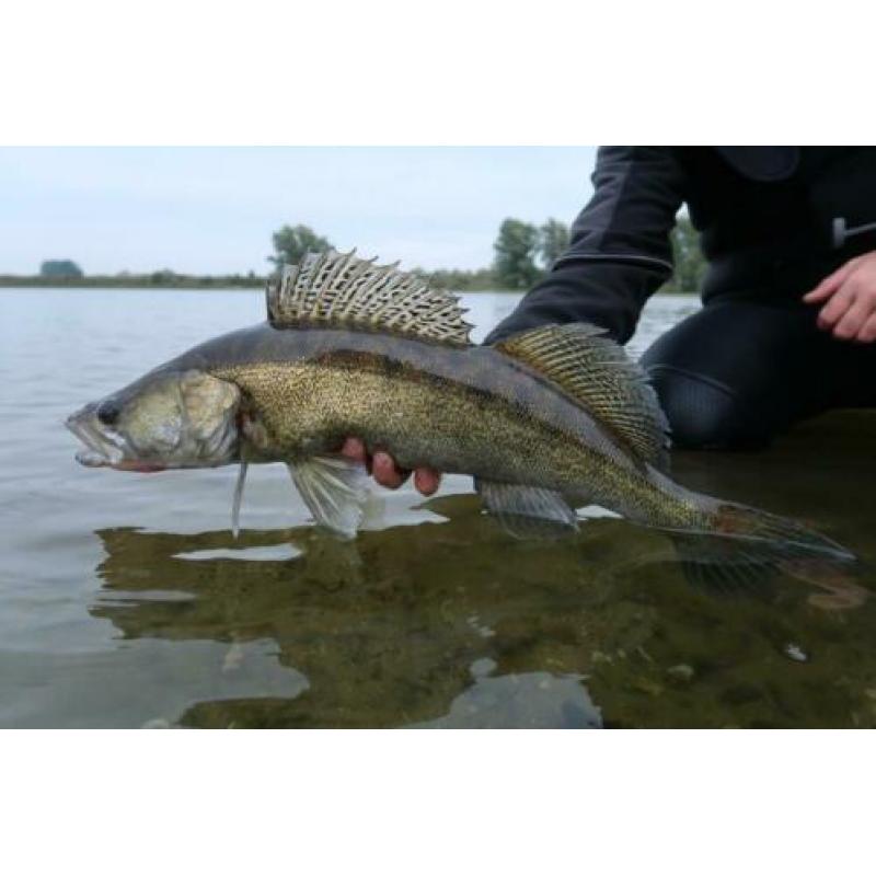 Fox Rage Prism Zander Pro 2.70m 7-28gr