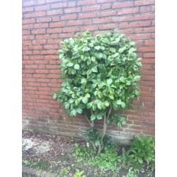 camillia