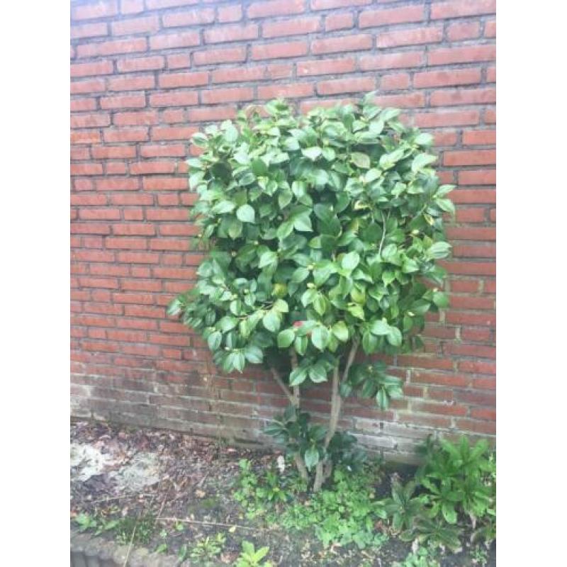 camillia