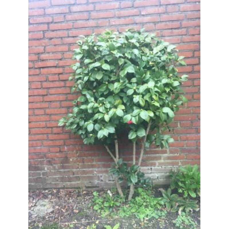 camillia