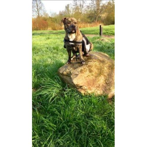Backpack hond