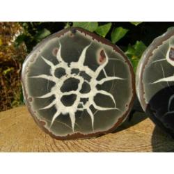 Septaria paartje, ook wel Dragon Egg genoemd