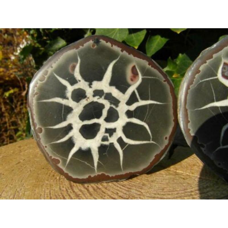Septaria paartje, ook wel Dragon Egg genoemd