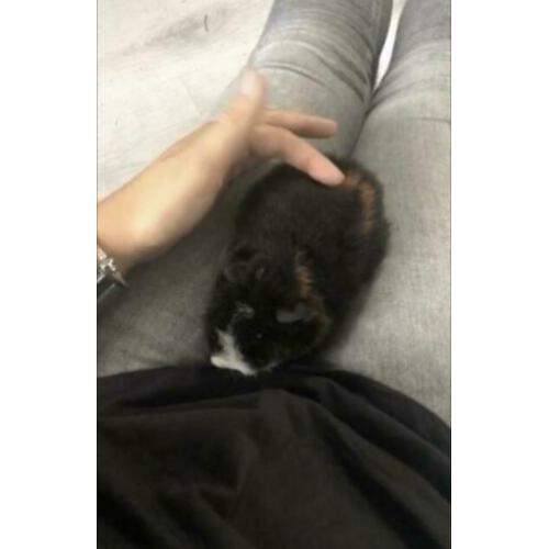 2 lieve vrouwtjes cavia’s incl toebehoren