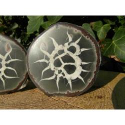 Septaria paartje, ook wel Dragon Egg genoemd