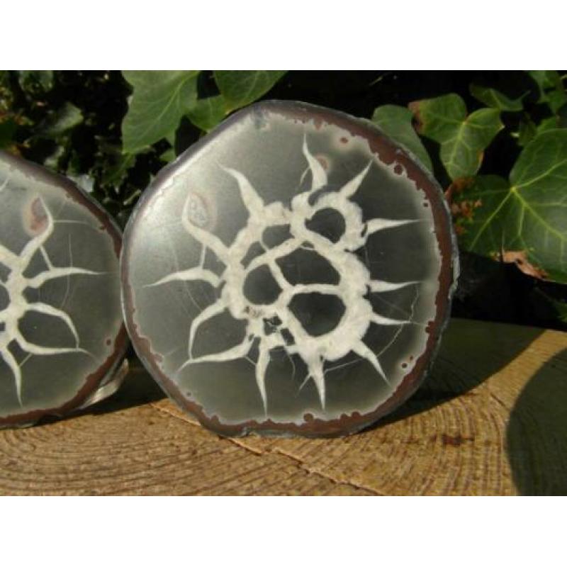 Septaria paartje, ook wel Dragon Egg genoemd