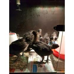 Australorp groot kuikens.