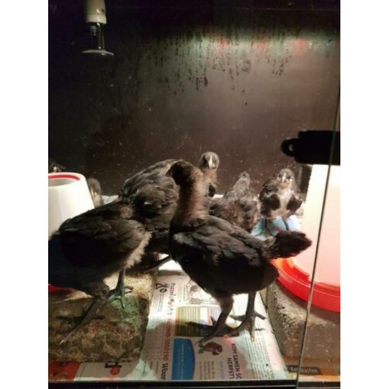 Australorp groot kuikens.