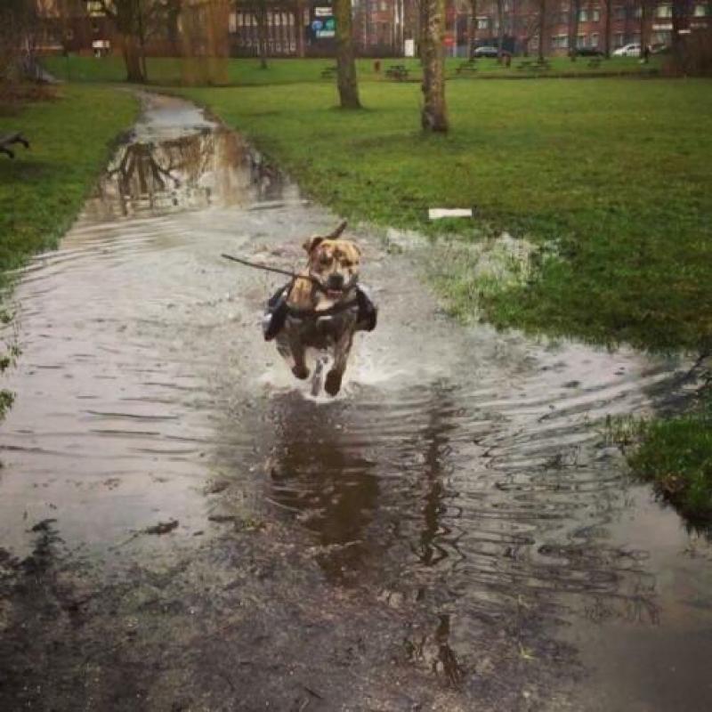 Backpack hond