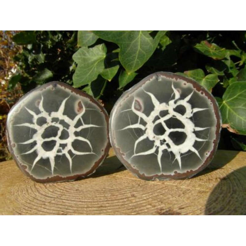 Septaria paartje, ook wel Dragon Egg genoemd