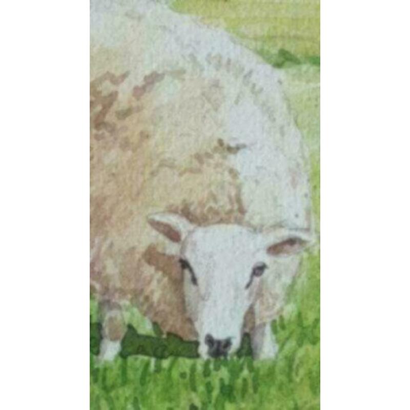 Litho twee schapen in mooie lijst met paspartout.