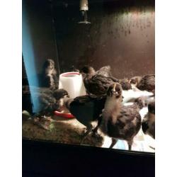 Australorp groot kuikens.