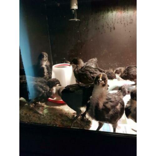 Australorp groot kuikens.