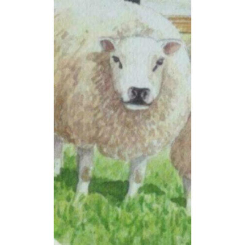 Litho twee schapen in mooie lijst met paspartout.