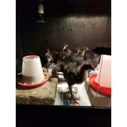 Australorp groot kuikens.