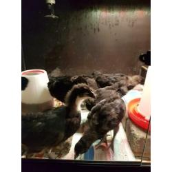 Australorp groot kuikens.