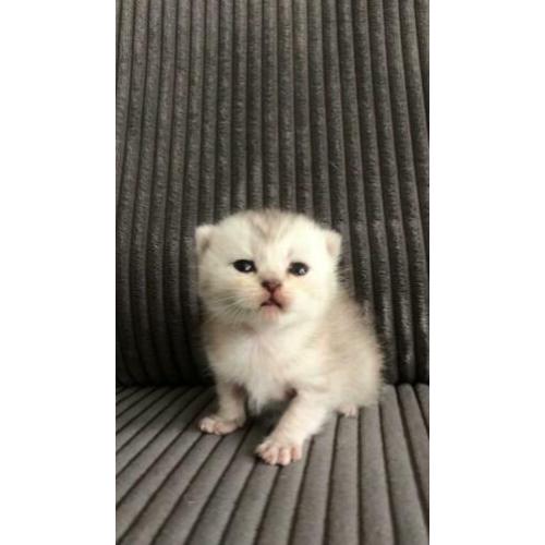 Britse korthaar kitten ( WHISKAS )