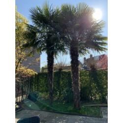 2 winterharde palmbomen van ca. 4 meter