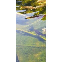 Complete Koi vijver