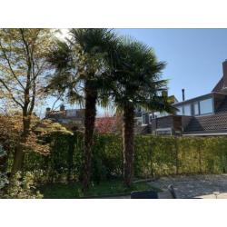 2 winterharde palmbomen van ca. 4 meter