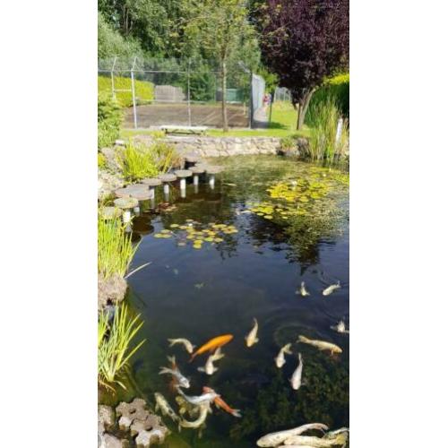 Complete Koi vijver