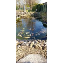 Complete Koi vijver