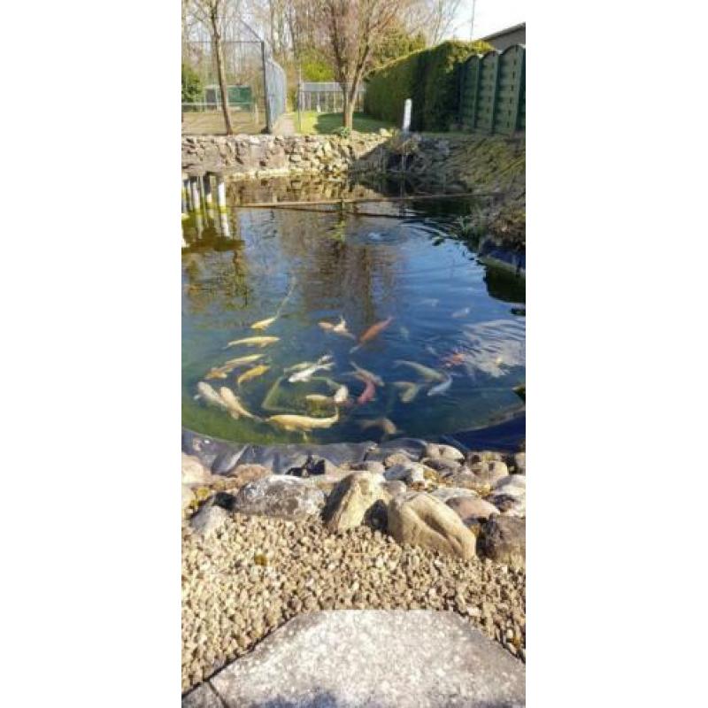 Complete Koi vijver