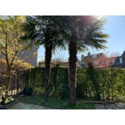 2 winterharde palmbomen van ca. 4 meter