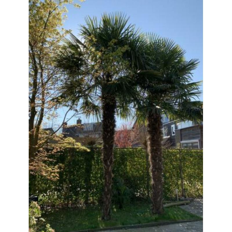 2 winterharde palmbomen van ca. 4 meter