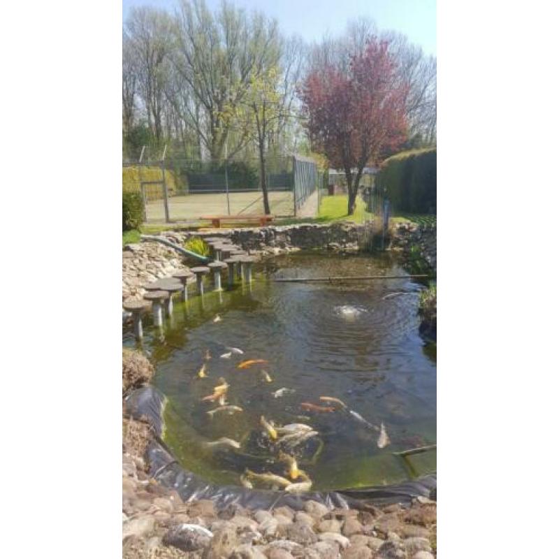 Complete Koi vijver