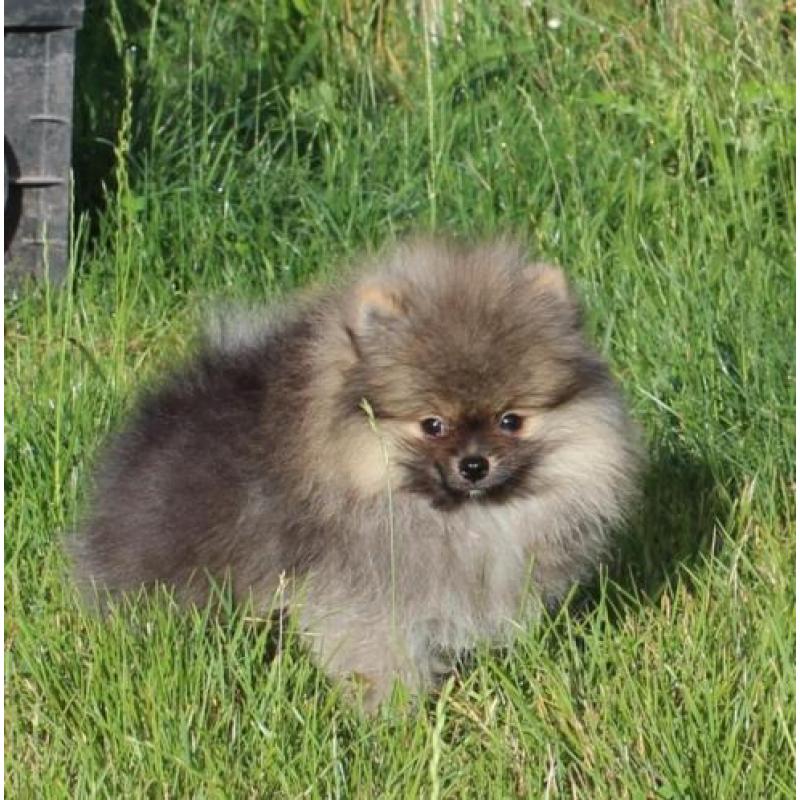 Zeer mooi Pomeranian/Pomeriaan/Dwergkeesje Reutje FCI