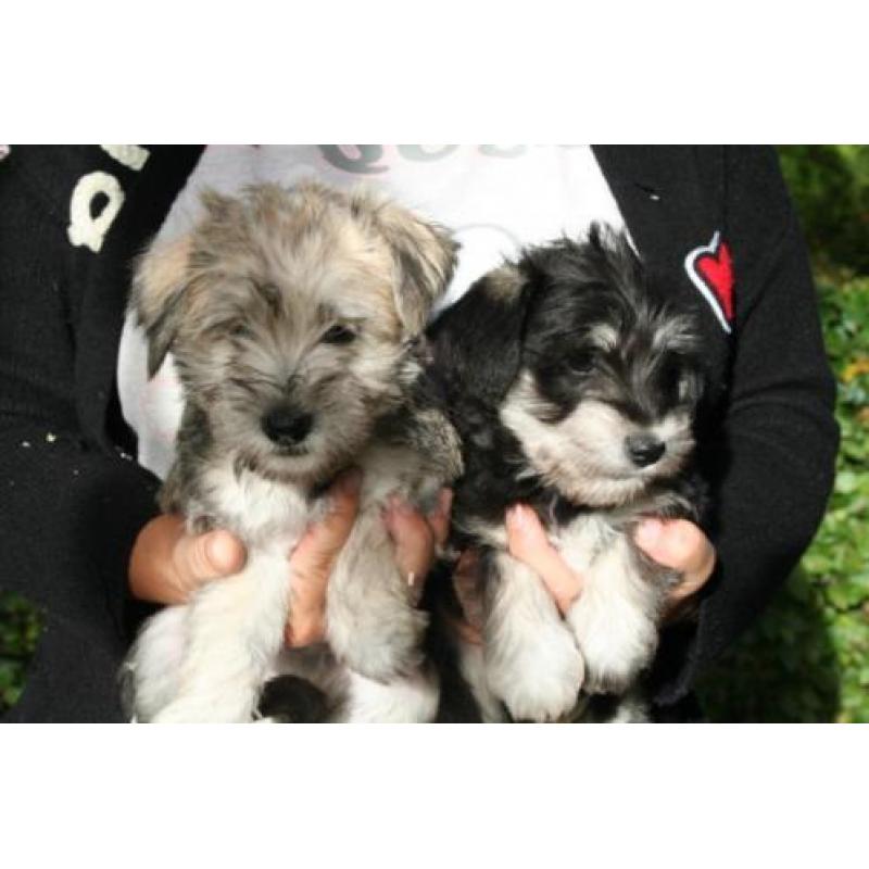 Schnautezer pups (Maltezer x Dwerg schnauzer)
