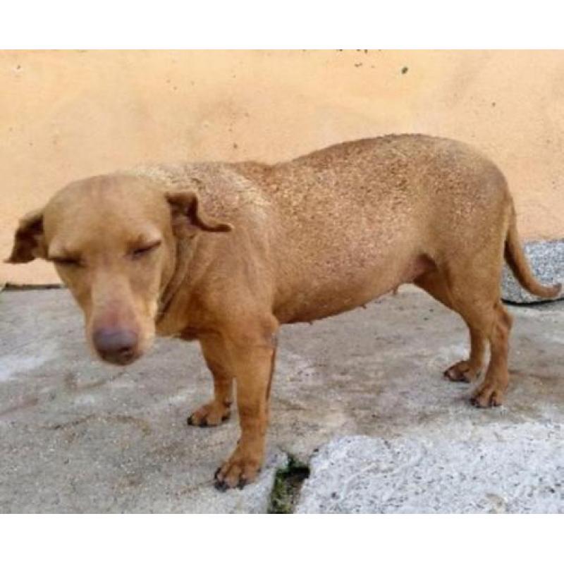 ACE: Gema, Podenco, bedeesd hondje (YouTube), al in België