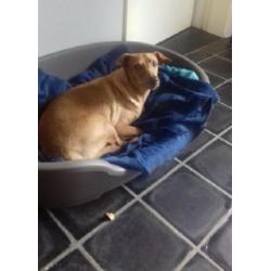 ACE: Gema, Podenco, bedeesd hondje (YouTube), al in België