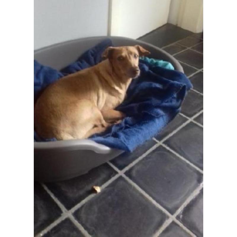 ACE: Gema, Podenco, bedeesd hondje (YouTube), al in België