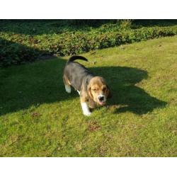 Beagle pups (ouders aanwezig)