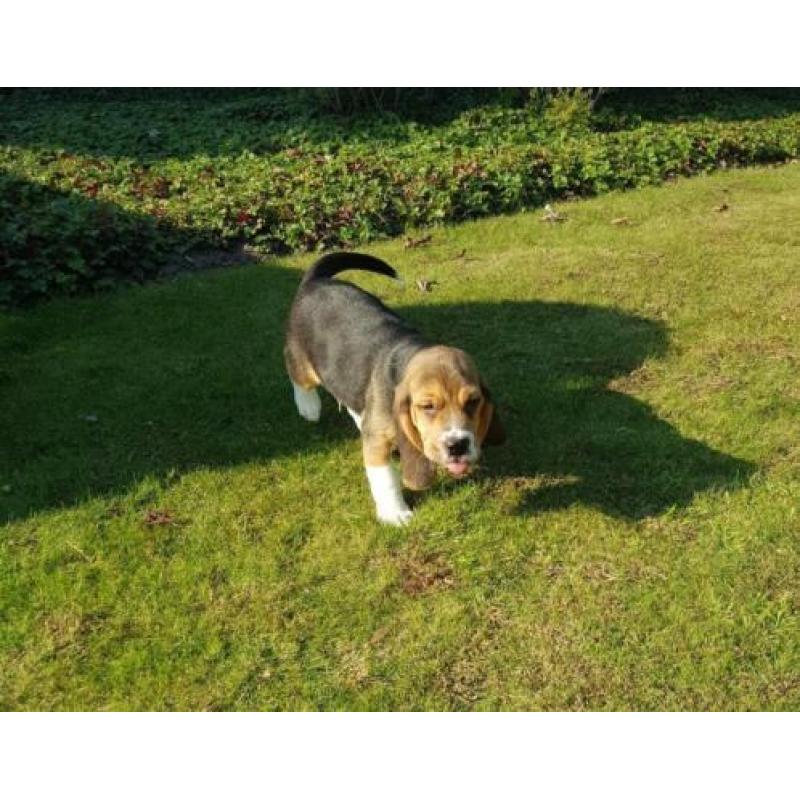 Beagle pups (ouders aanwezig)