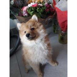Nog een mooie pomsky reutje f1b over