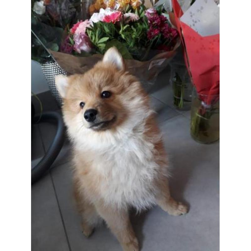 Nog een mooie pomsky reutje f1b over
