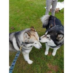 Alaskan malamute puppy's met stamboom verwacht: Okt/Nov