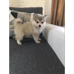 pomsky F2 pups ( mini husky)