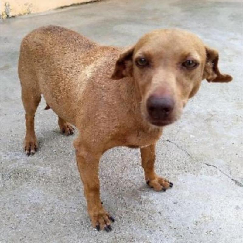 ACE: Gema, Podenco, bedeesd hondje (YouTube), al in België