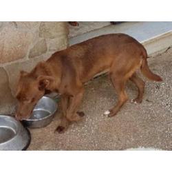 ACE: Nuca, timide Podenco kruising zoekt een lieve familie
