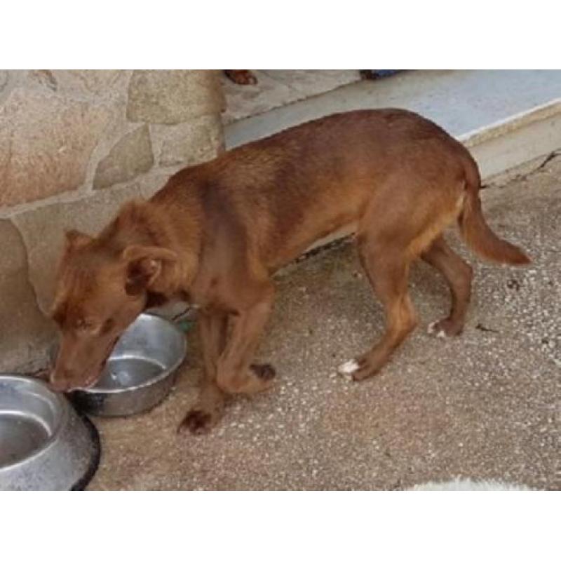 ACE: Nuca, timide Podenco kruising zoekt een lieve familie