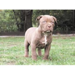 Grove Xl American bully pups, zeer exclusief! (Hulk line)