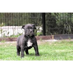 Grove Xl American bully pups, zeer exclusief! (Hulk line)