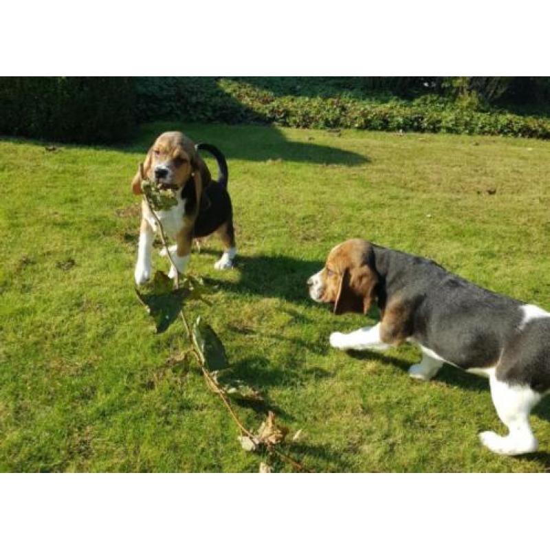 Beagle pups (ouders aanwezig)