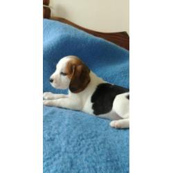 Beagel pups klaar om te verhuizen