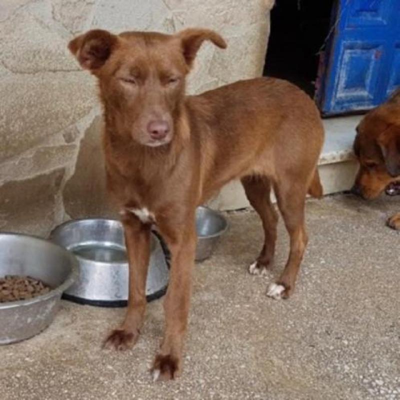 ACE: Nuca, timide Podenco kruising zoekt een lieve familie