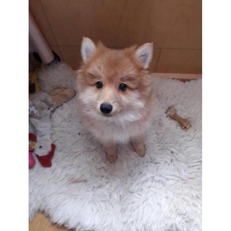 Nog een mooie pomsky reutje f1b over